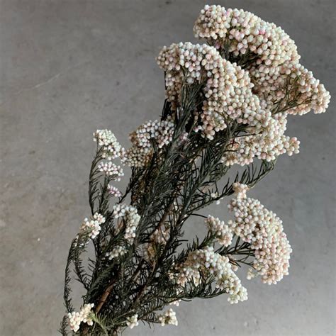Check spelling or type a new query. Dried White Rice Flower | Florabundance Wholesale Flowers