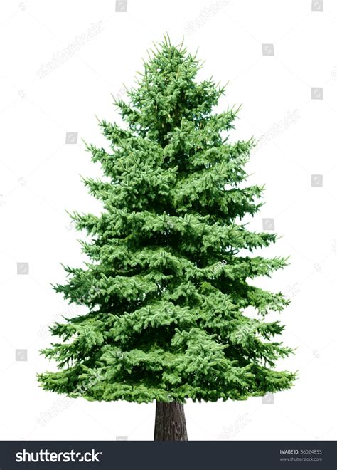 Single Pine Tree Isolated On White Stock Photo 36024853 Shutterstock