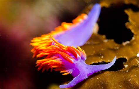 Meet Nudibranch The Most Beautiful Snails In The World About Wild