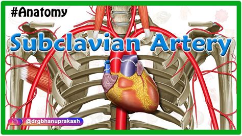 Subclavian Artery Anatomy Origin Course Parts Branches Relations