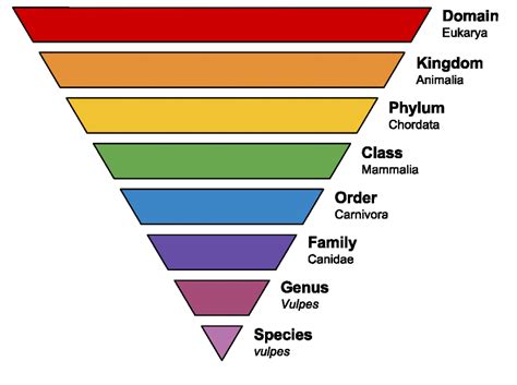 Ladder Classification Chart