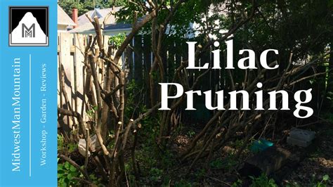 How To Prune Lilac Bushes Youtube