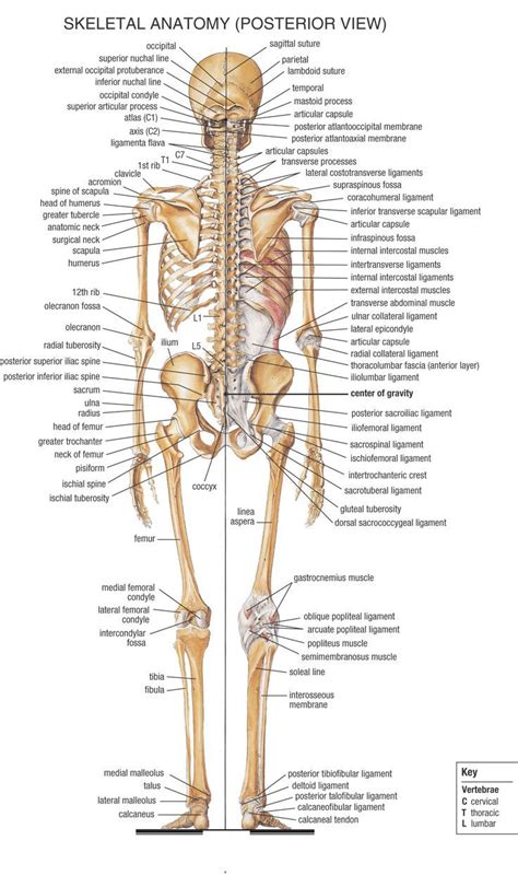 Skeleton Posterior View Human Skeleton Anatomy Human Body Anatomy