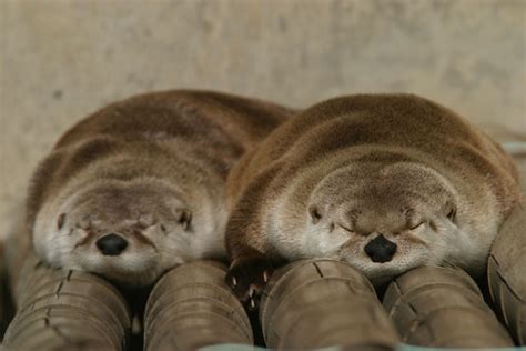 chunky otters are the best things ever r yub