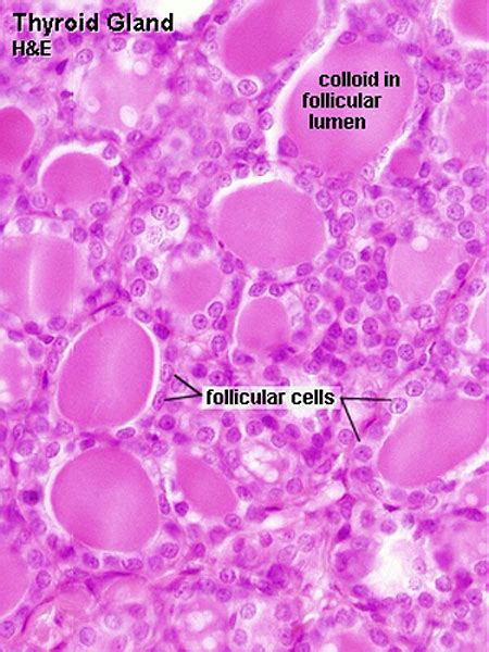Anat2241 Covering And Lining Epithelia Embryology