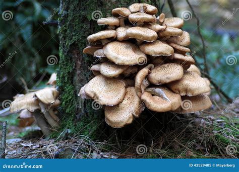 Edible Armillaria Ostoyae Mushroom Commonly Known As Honey Mushroom