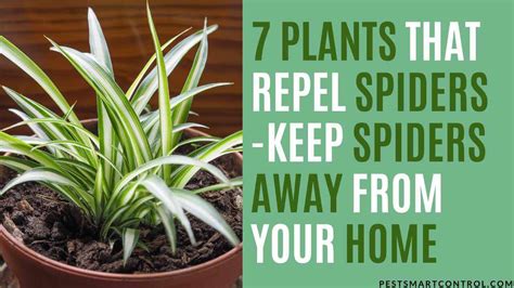 7 Plants That Repel Spiders Keep Spiders Away From Your Home