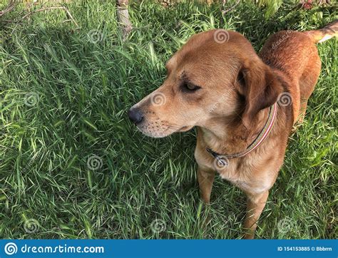 A Brown Dog On Grass At A Park Stock Image Image Of Natural Domestic