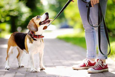 3 Consejos Para Pasear Al Perro Hogarmania