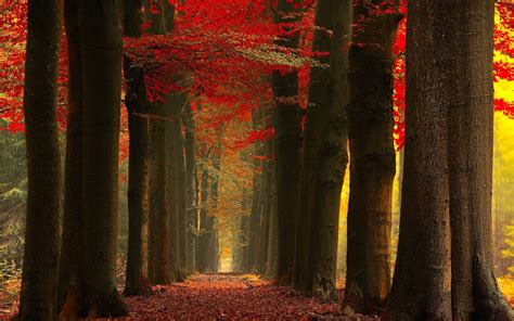 2845493 Nature Landscape Fall Forest Leaves Red Mist Trees Path