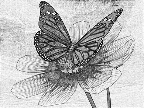 Learn how to draw butterfly on flower pictures using these outlines or print just for coloring. Pencil drawing of a Beautiful Cosmos Flower and butterfly ...