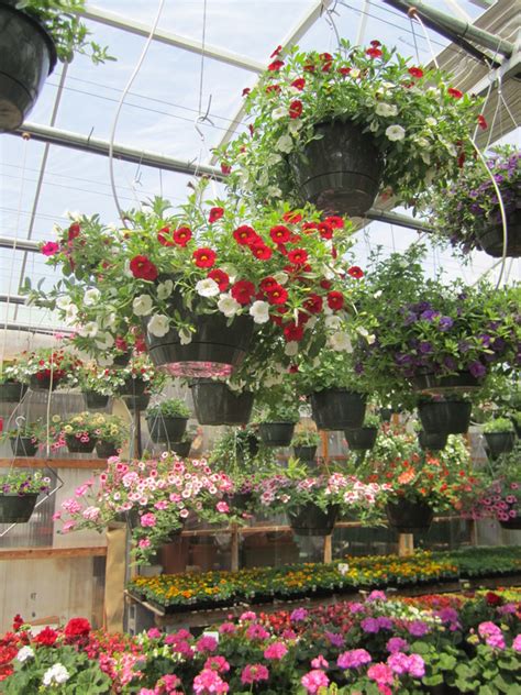 Check spelling or type a new query. Cold Mountain Nursery - Nursery Stock - COLD MOUNTAIN NURSERY