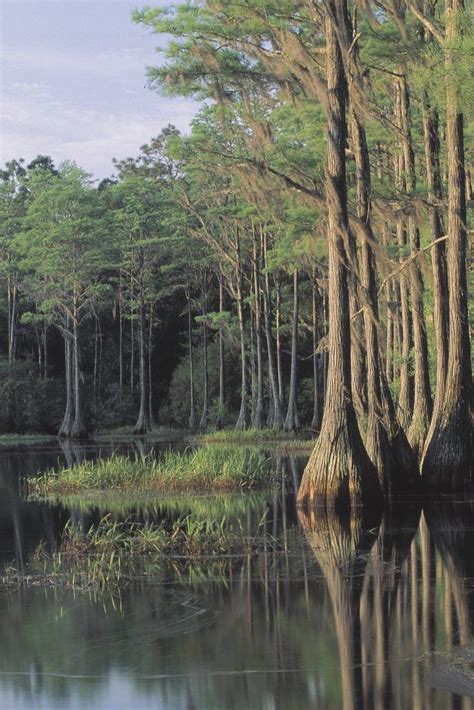 Cypress Trees In A Florida Swamp Cypress Swamp Cypress Wood River Of