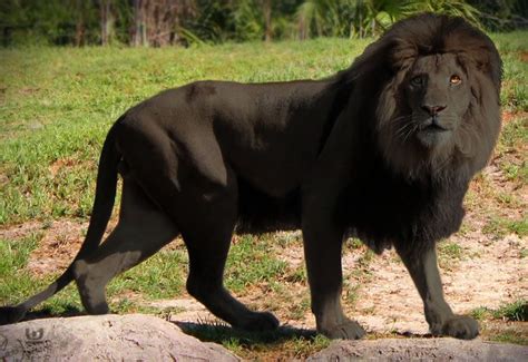 Rare Black Lion
