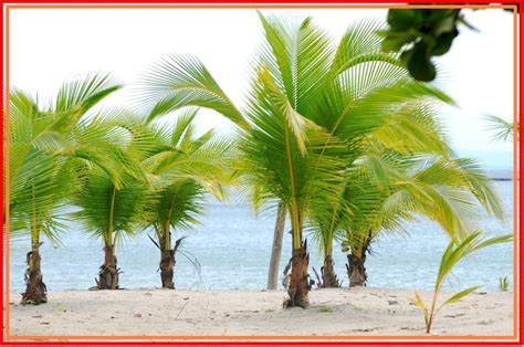 Tropical Trees 93 Best Tropical Tree Types Names And Pictures