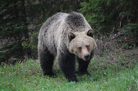 Oso Grizzly Definición Caracteristicas Y Más Actualizado 2020