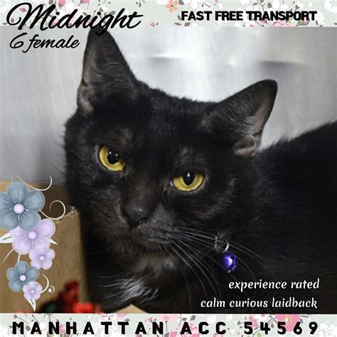 Check out our black cat rescue selection for the very best in unique or custom, handmade pieces from our shops. catsrangels2 🐈🌸🌷🐶🍂 ️🍁 on | Cats, My animal, Dachshund rescue