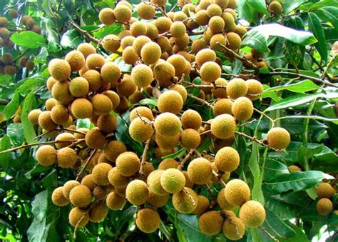 Bukan hal mustahil lho untuk menanam tanaman buah dalam pot atau polybag. 35 Jenis Tanaman Buah Dalam Pot Terbaru dan Terlengkap ...