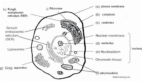 These sheets are perfect for younger children and provide ample room for labeling each of the parts. 28 Animal Cell Coloring Page in 2020 | Plant cell diagram ...
