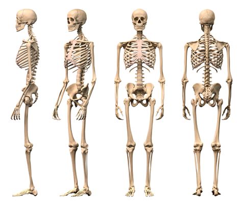 In this lesson, we will learn about the function of our skeleton as well as some of our major bones. THE SKELETAL SYSTEM: DID YOU KNOW… « Marsha G. Clarke RMT