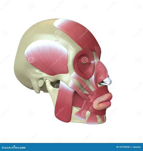 Rendered Human Skull With Muscles Stock Illustration Illustration Of