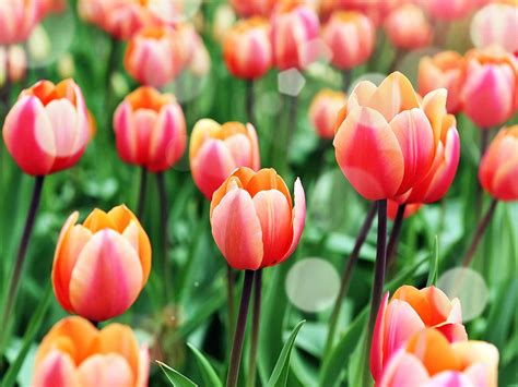 Flower bulbs in warm regions. How to grow and care for tulips | lovethegarden