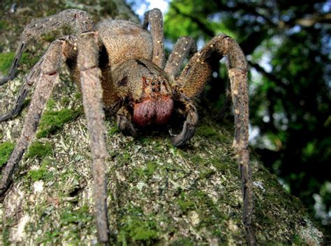 Brazilian Wandering Spider P Fera