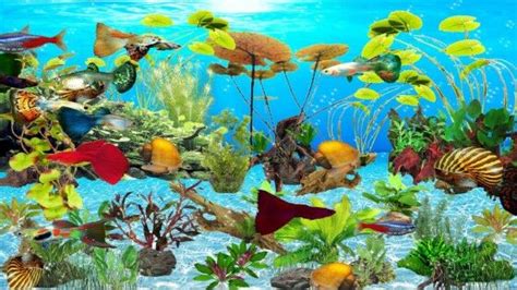 48 Download Wallpaper Aquarium 3d Bergerak Froki Gambar