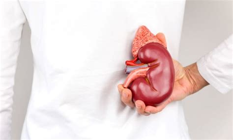 How To Take Care Of Your Kidneys Ask The Scientists