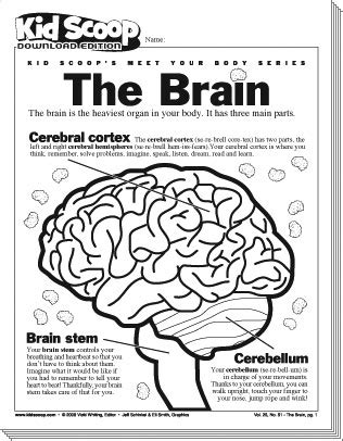 How good is your memory? The Brain | Kid Scoop