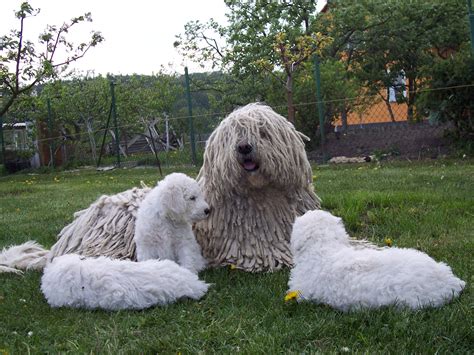 Komondor | GreatDogSite