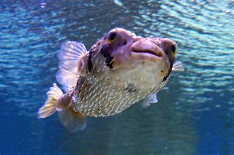Puffer Fish Picture Of The Florida Aquarium Tampa