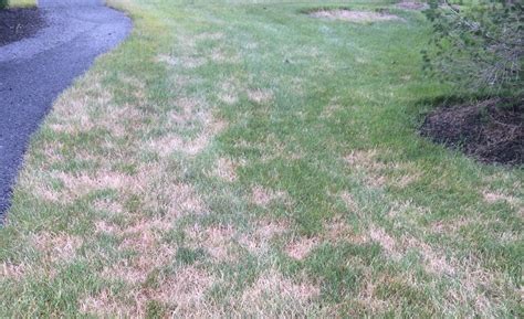 Why Are There Dead Or Brown Spots In My Lawn Tips For Pennsylvania