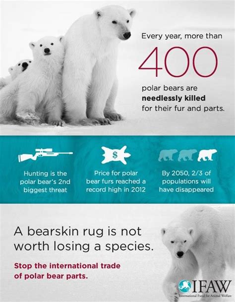 Why Are Polar Bears Endangered