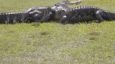 Video Of 2 Alligators Fighting On Florida Golf Course Goes Viral Aol News