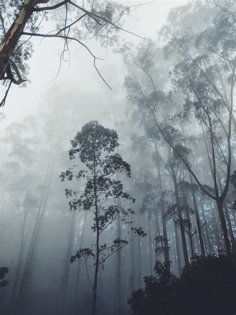 500+ Forest Mist Pictures [HD] | Download Free Images on Unsplash