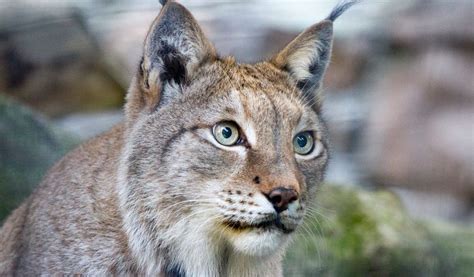 Lynx Facts Worksheets Habitat Diet And Appearance For Kids