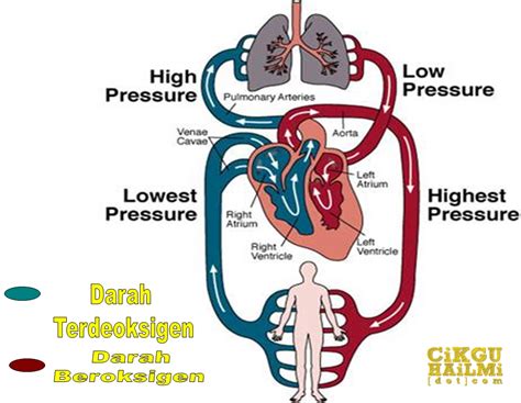 Tali ikatan islam akan putus seutas demi seutas. Sistem Peredaran Darah Dalam Badan Manusia