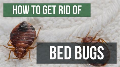 How To Get Rid Of Bed Bugs Guaranteed Easy Steps Youtube