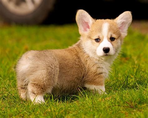 Corgi Puppy Contemplating A Christmas T For One Very Loving Little