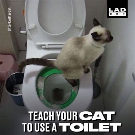 how to get your cat to use the toilet low prices save 69 idiomas to