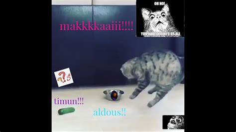 By using our services, you agree to our use of cookies. sakit hati tengok kucing ni!! takut timun rupanyaa!! - YouTube