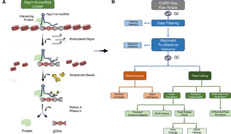 Mapping Chromatin Occupancy Of Ppp R B Lncrna Genome Wide Using