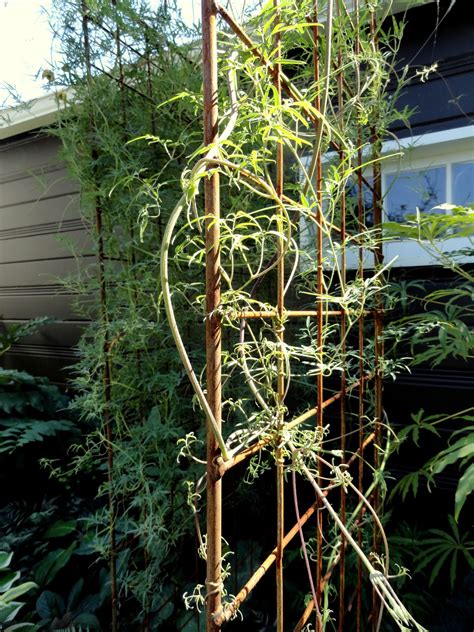 Grow in full sun to part shade. Blue Fox Garden: Clematis tibetana var. vernayi, my ...