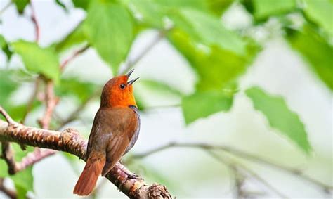 Why Do Birds Chirp in the Morning? Discover 7 Reasons Why