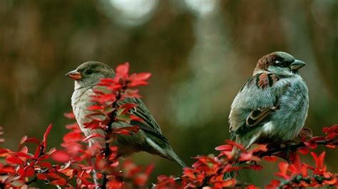Beautiful Couple Birds Branch Hd Wallpaper Download Birds Hd