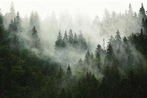 Foggy Forest Trendige Fototapete Photowall