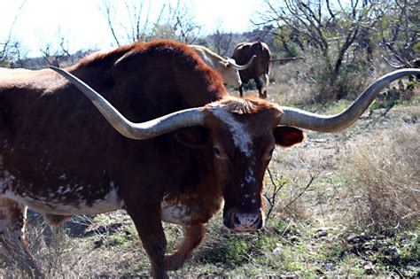 Longhorn creates a dedicated storage controller for each block device volume and synchronously replicates the volume. Day Trips: San Angelo State Park: Desert playground is ...
