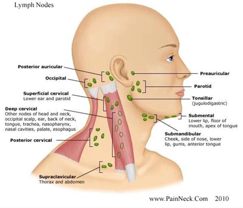 .knowing the neck lymph node anatomy and the topographic classification, as well as the technology of ultrasound (us) imaging of the lymph nodes. Lymph nodes | Lymph massage, Lymph nodes, Lymph glands