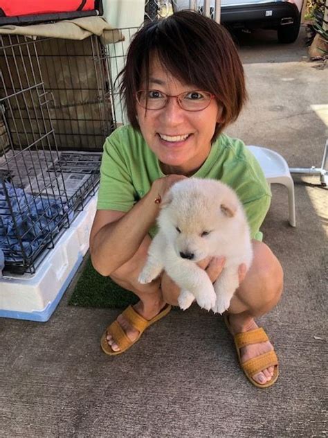 You can find everything from charming mountain cabins and lakeside lodges to breathtaking city apartments and luxury homes, or. Shiba Inu Puppies For Sale | Honolulu, HI #326693
